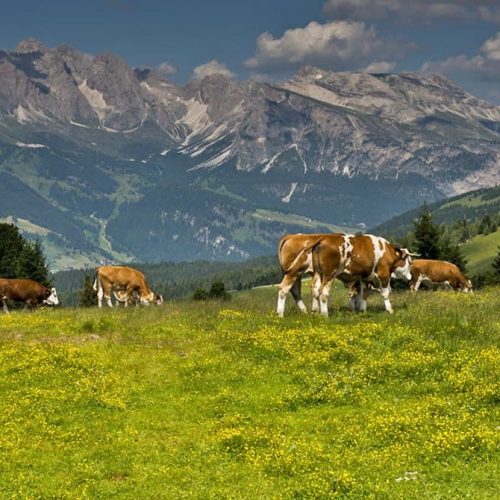 ausfluege rund um den bauernhof ronsol in suedtirol