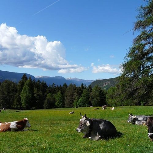 ausfluege rund um den bauernhof ronsol in suedtirol