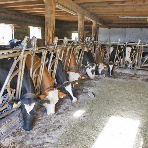 ausfluege rund um den bauernhof ronsol in suedtirol