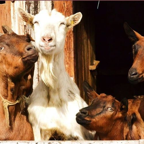 ausfluege rund um den bauernhof ronsol in suedtirol