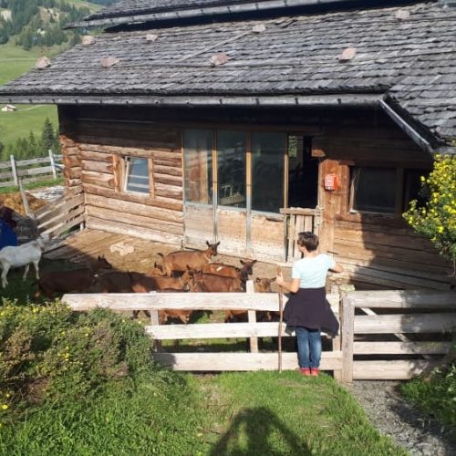 besuch der ziegen auf der alm