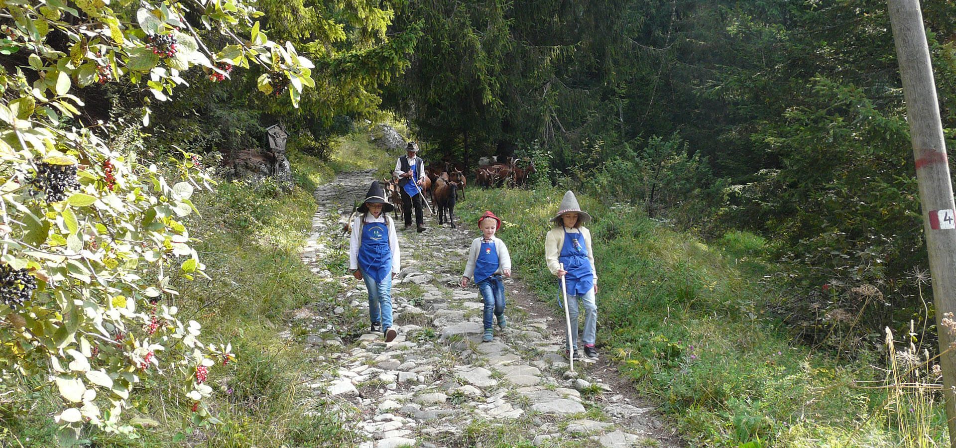 herbst urlaub suedtirol almabtrieb