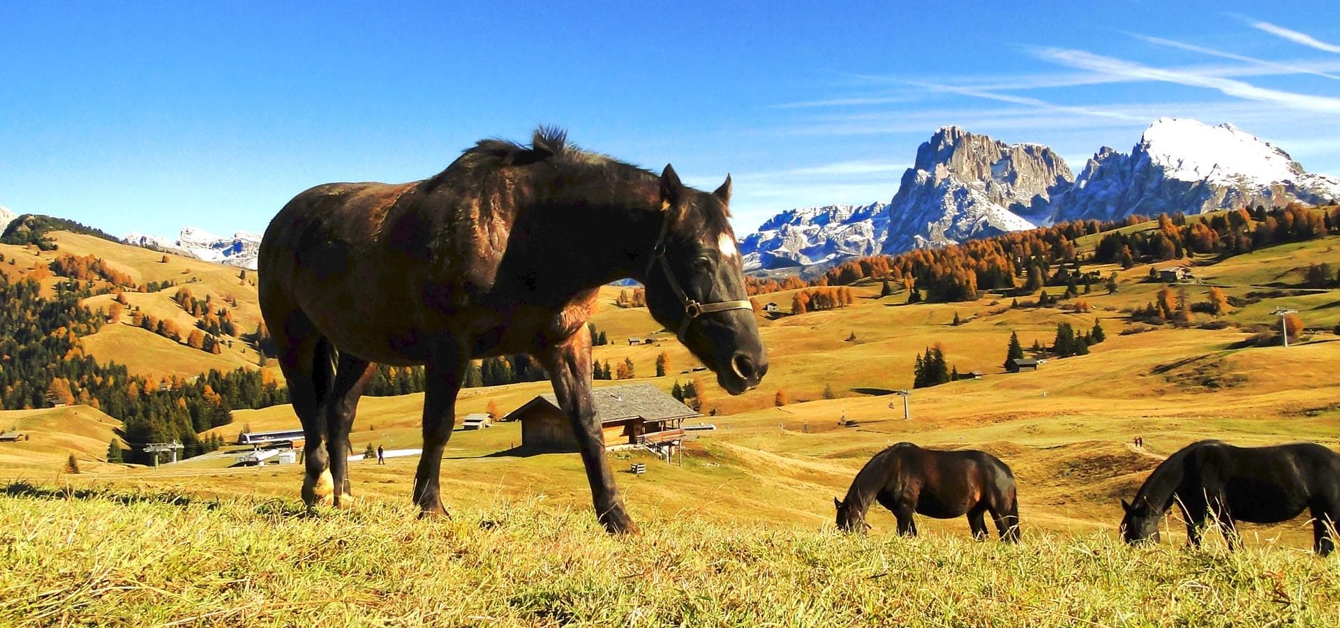 herbsturlaub in suedtirol