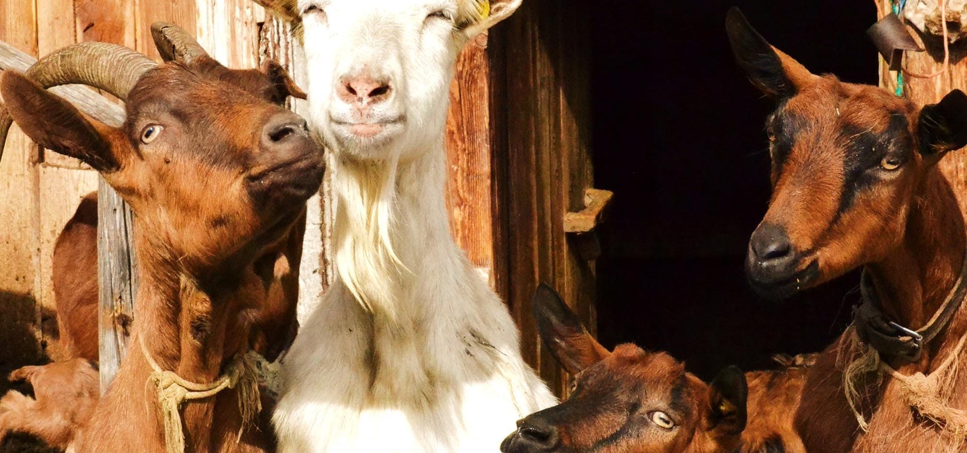 ronsolhof urlaub in den dolomiten auf dem bauernhof