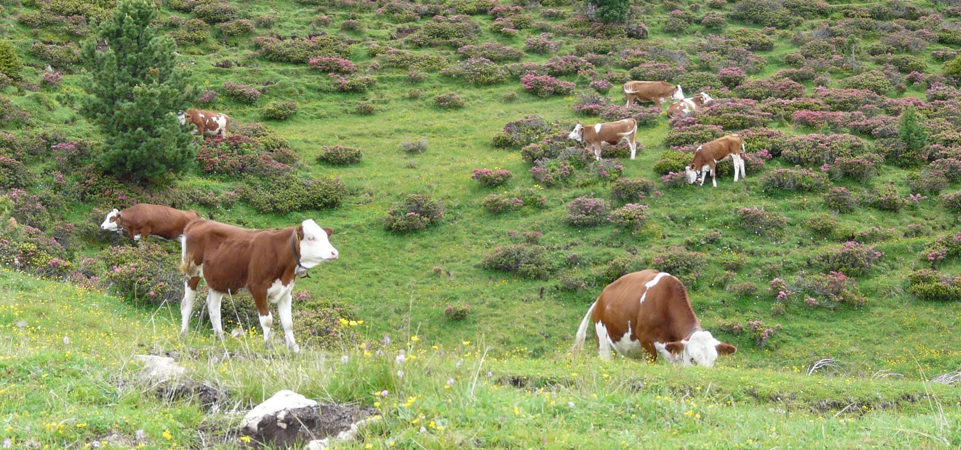 urlaub im fruehling in suedtirol